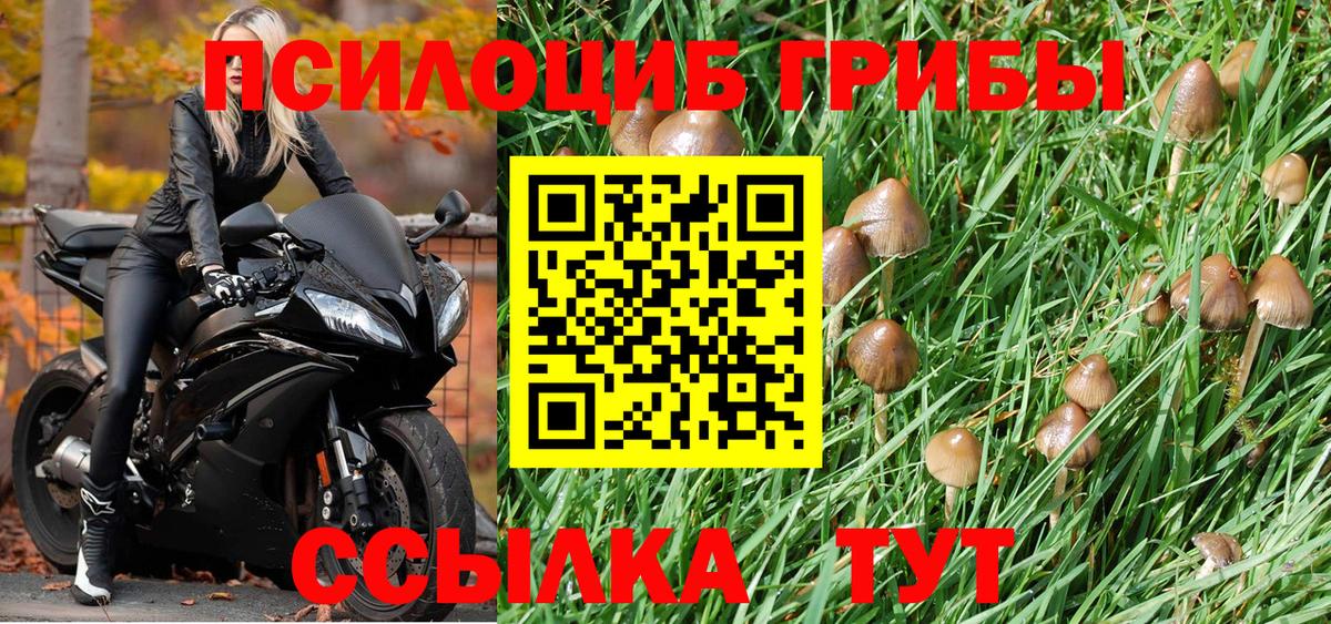 Псилоцибиновые грибы Psilocybine cubensis Чистополь